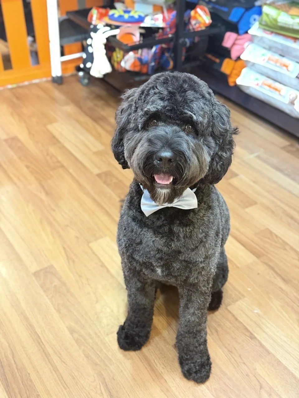 A black and gray fluffy dog wearing a white bow tie, sitting on a wooden floor inside a store with shelves of pet supplies in the background.