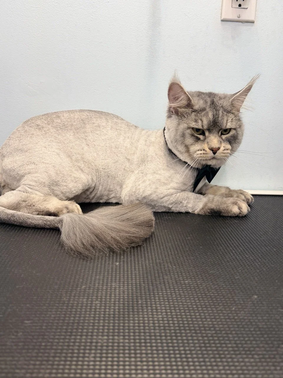 Gray cat with a stern expression lying on a textured black surface against a plain light-colored wall and a white electrical outlet.