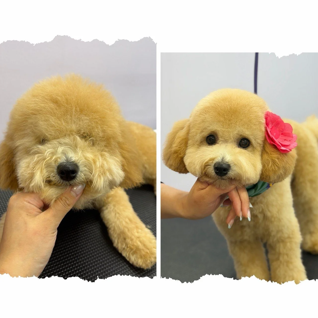 Two adorable Poodle puppies with light brown curly fur, being held gently by a person's hand. The puppy on the right has a pink flower accessory near its ear and wears a colorful bandana. The background is plain white.