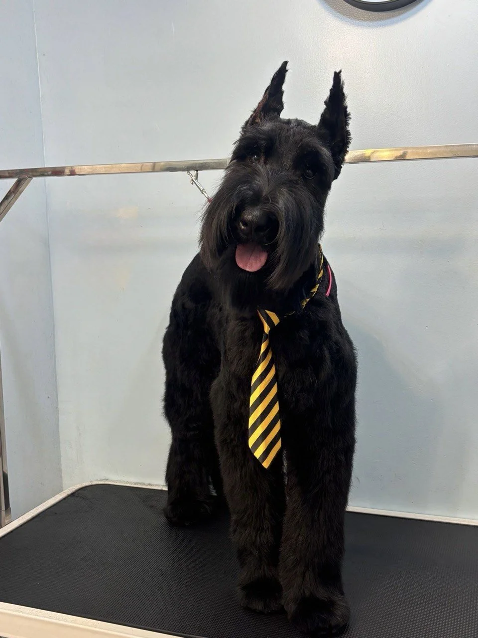 A black Scottish Terrier dog with pointy ears, wearing a yellow and black striped tie, standing on a grooming table in a grooming salon.