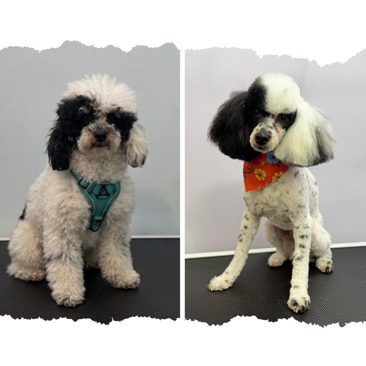 Side-by-side photos of two dogs, the one on the left is a fluffy black and white puppy with a teal harness, and the one on the right is a black and white spaniel with a red bandana with floral pattern, both sitting on a black surface against a light 
