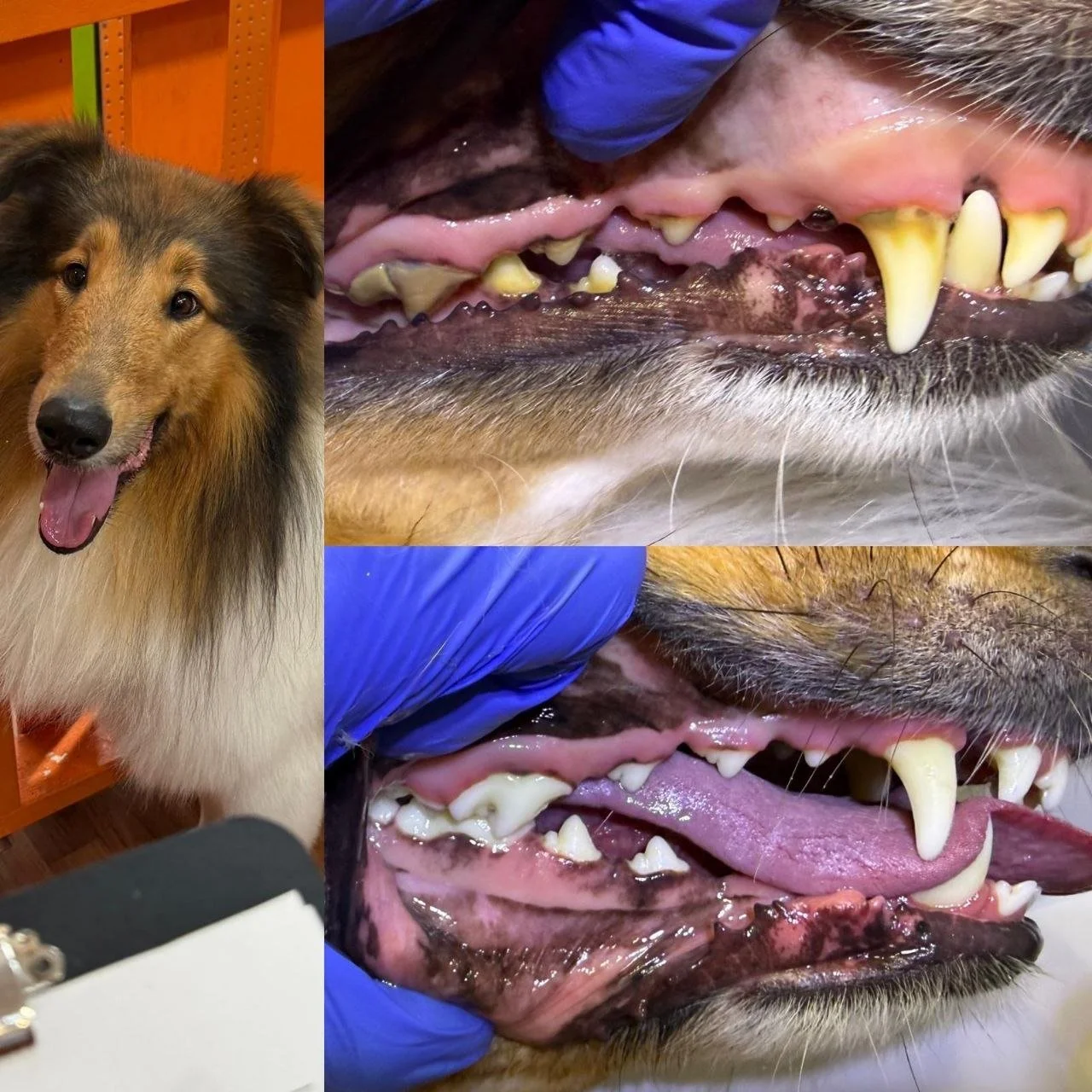 Photo of a happy dog on the left side, with two close-up images of its mouth showing dental examination or treatment being conducted by a veterinarian wearing gloves.