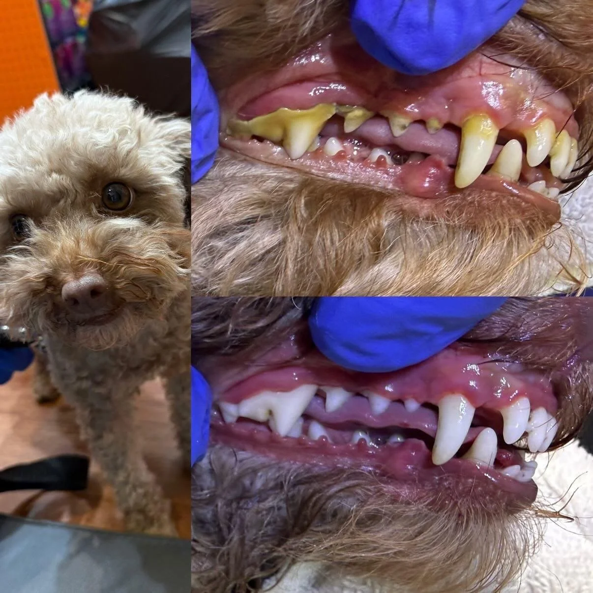 Close-up of a small curly-haired dog with a concerned expression, showing its teeth, which appear to be in poor condition with plaque buildup, during a veterinary dental examination.