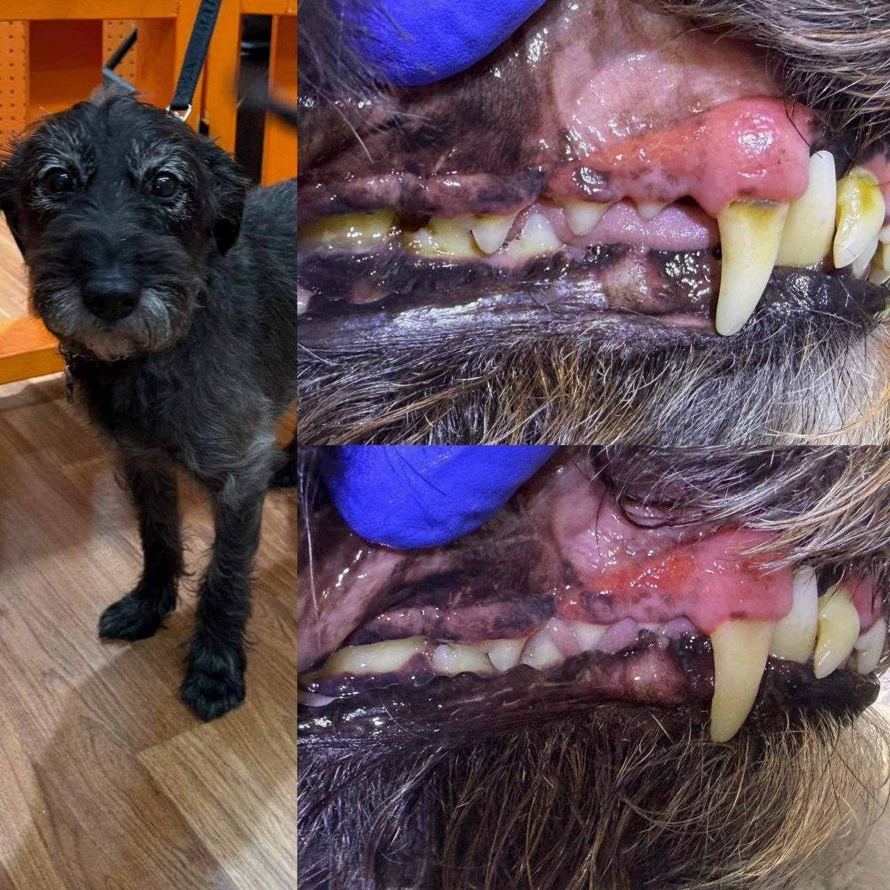 A young black dog with scruffy fur standing on a wooden floor, next to a close-up of a dog's mouth showing teeth with significant tartar buildup and gum disease.