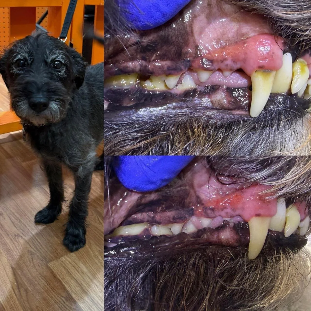 Side-by-side images of a young black dog with a wire-haired coat on the left and close-up images of a dog's mouth showing dental issues such as tartar buildup, inflamed gums, and missing teeth on the right.