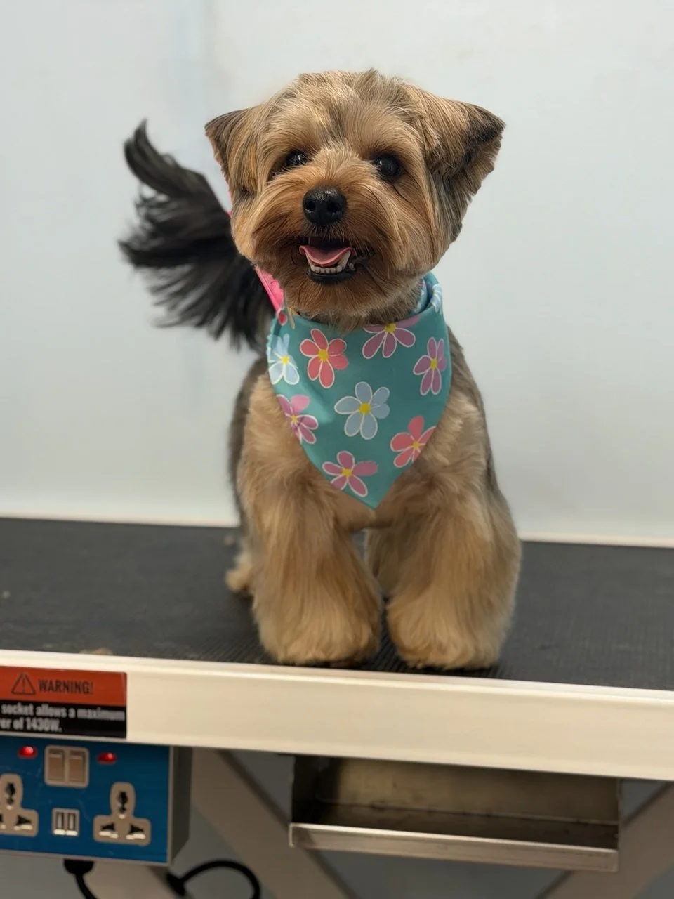 A small dog with tan and black fur, wearing a colorful floral bandana, standing on a grooming table.