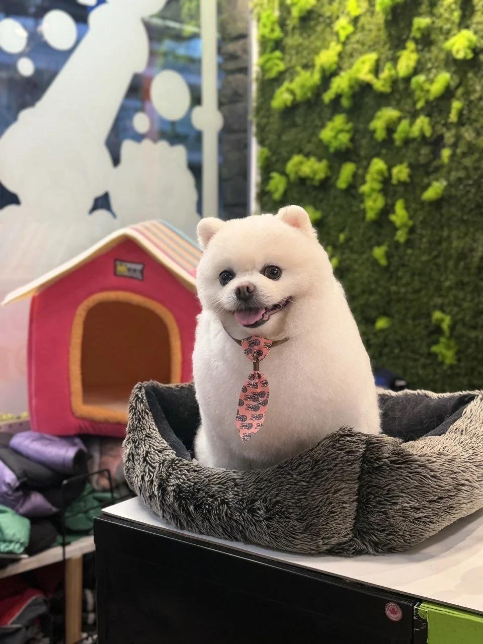 A cute small white dog, possibly a Pomeranian, sitting in a cozy pet bed with a patterned pink and black bandana around its neck, inside a pet store.