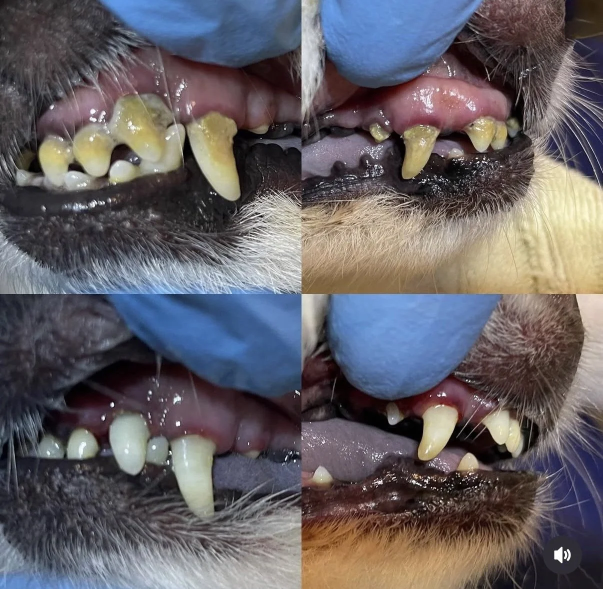 Dog teeth before and after sedation-free cleaning at Zip Pet Grooming, West Vancouver