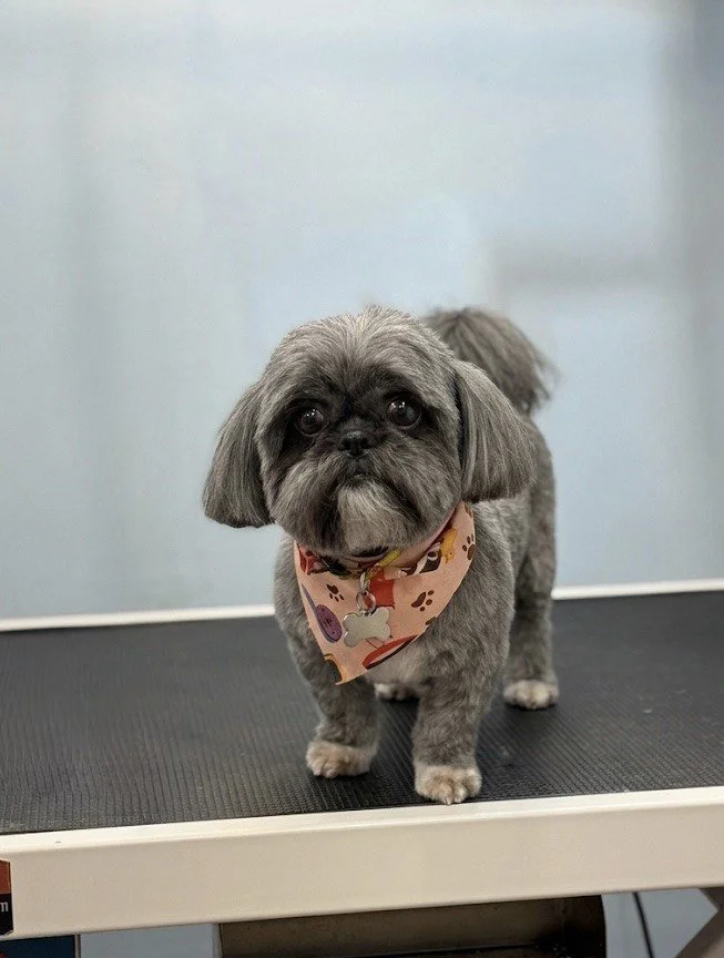 Small gray dog with floppy ears and big eyes standing on a grooming table, wearing a colorful bandana.