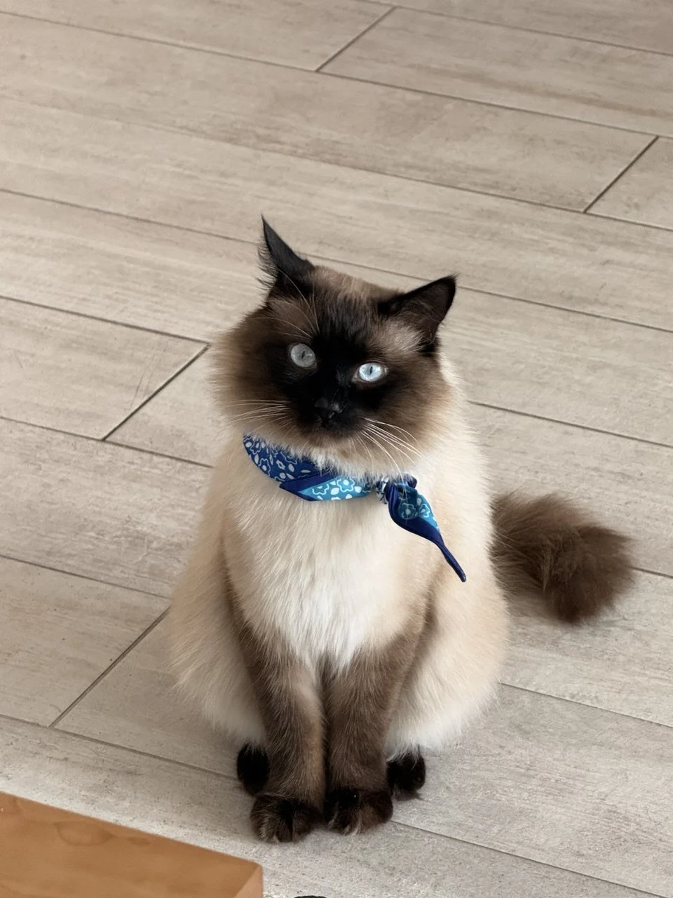 A Siamese cat with blue eyes, wearing a blue bandana, sitting on a light wooden floor.