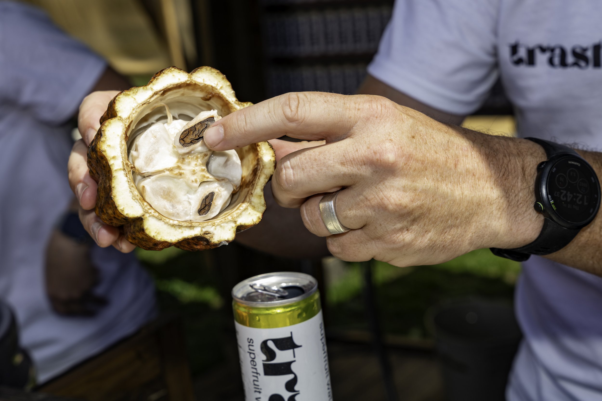 A person holding a cacao pod with one hand, revealing white pulp and cacao beans inside. Someone else has their finger inside the pod. A can is visible below the hands.