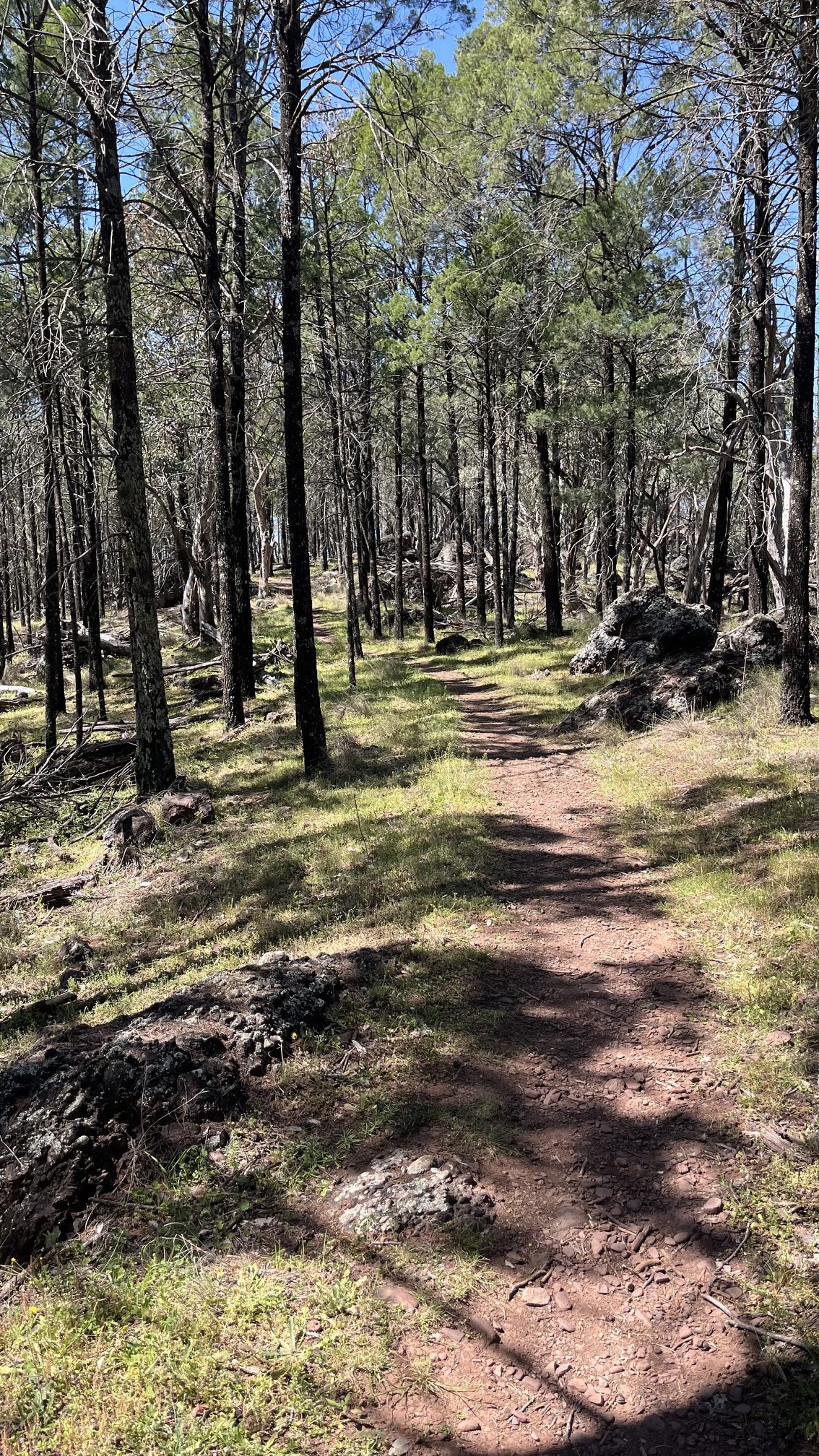 Trail along Mount Arthur Reserve near Wellington