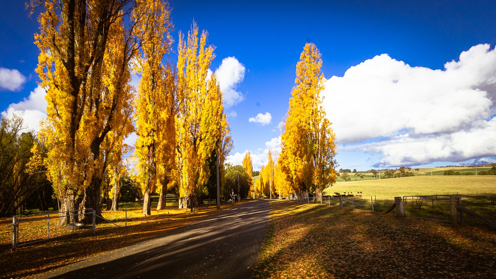 Golden Poplars, Meadow Flat
