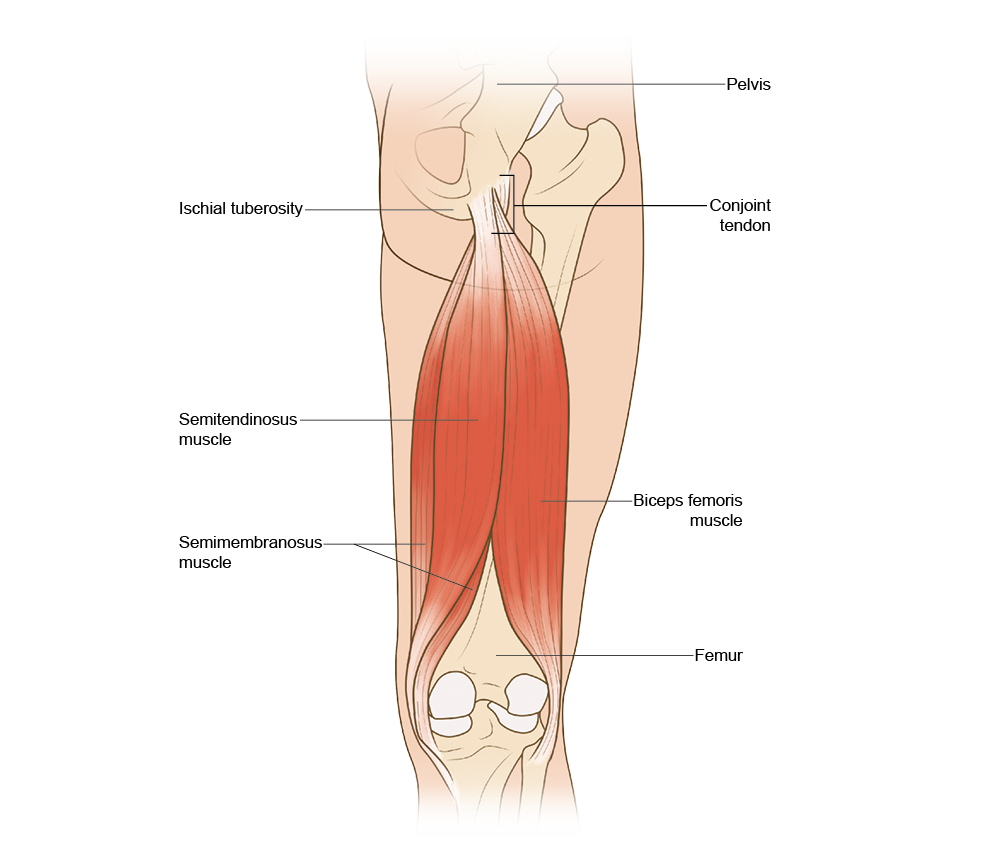 Hamstrings run down the back of the leg, between the hips and knees. They are made up of three muscles: Semitendinosus muscle, Semimembranosus muscle and the Biceps femoris muscle.