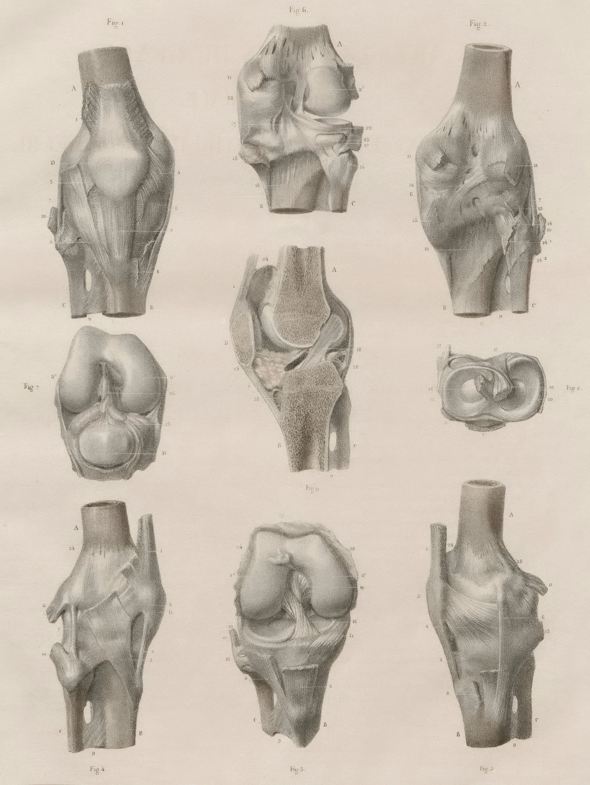 images of knee structure including ligaments