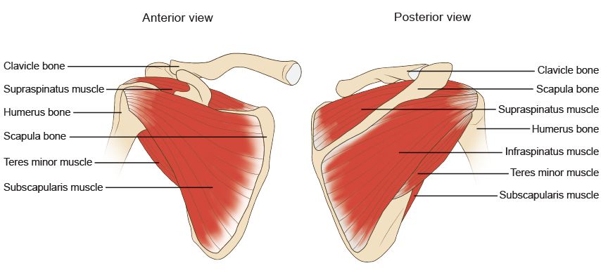 anterior and posterior view of scapula and labelled muscles