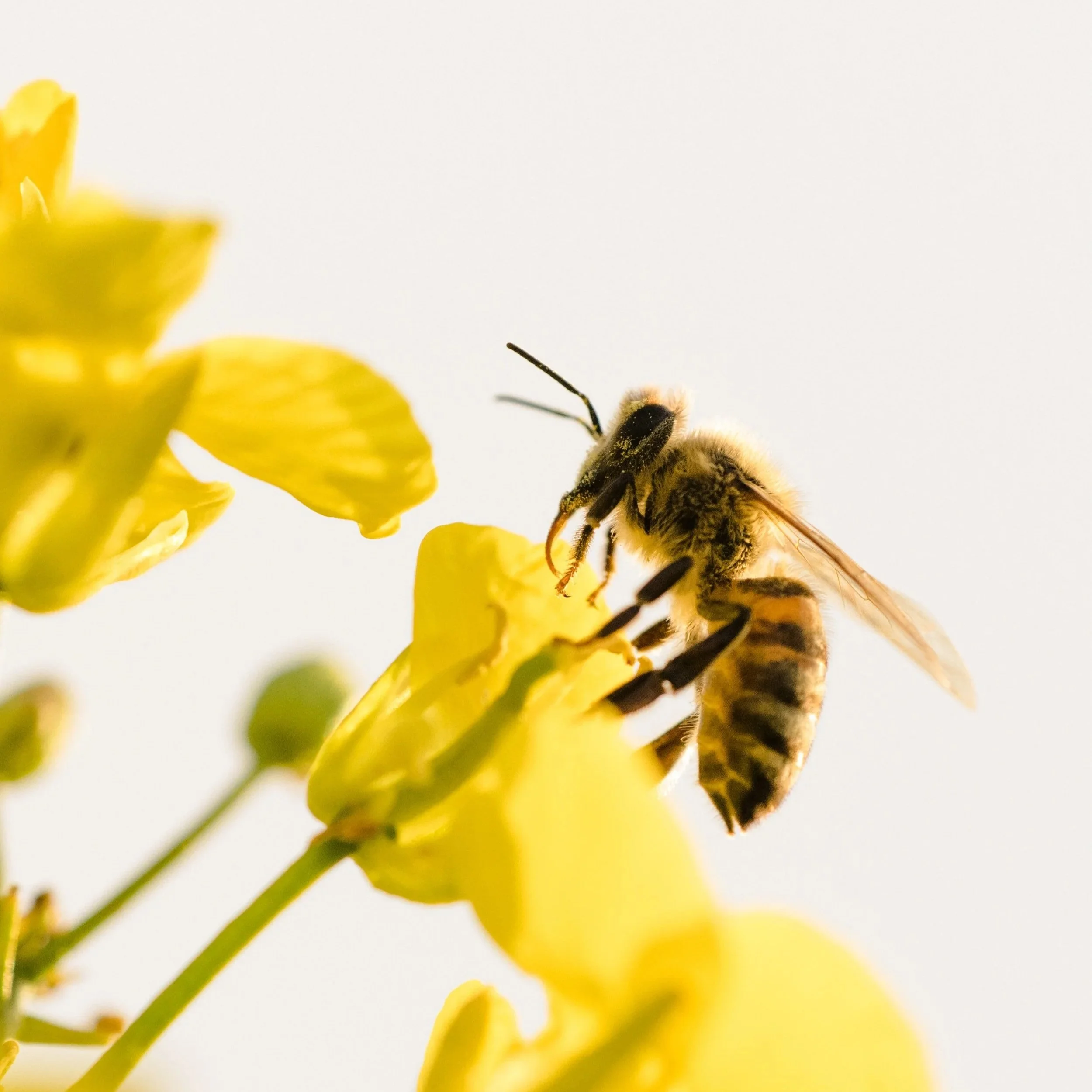Nahaufnahme einer Biene, die an gelben Blüten auf einem hellen Hintergrund krabbelt.