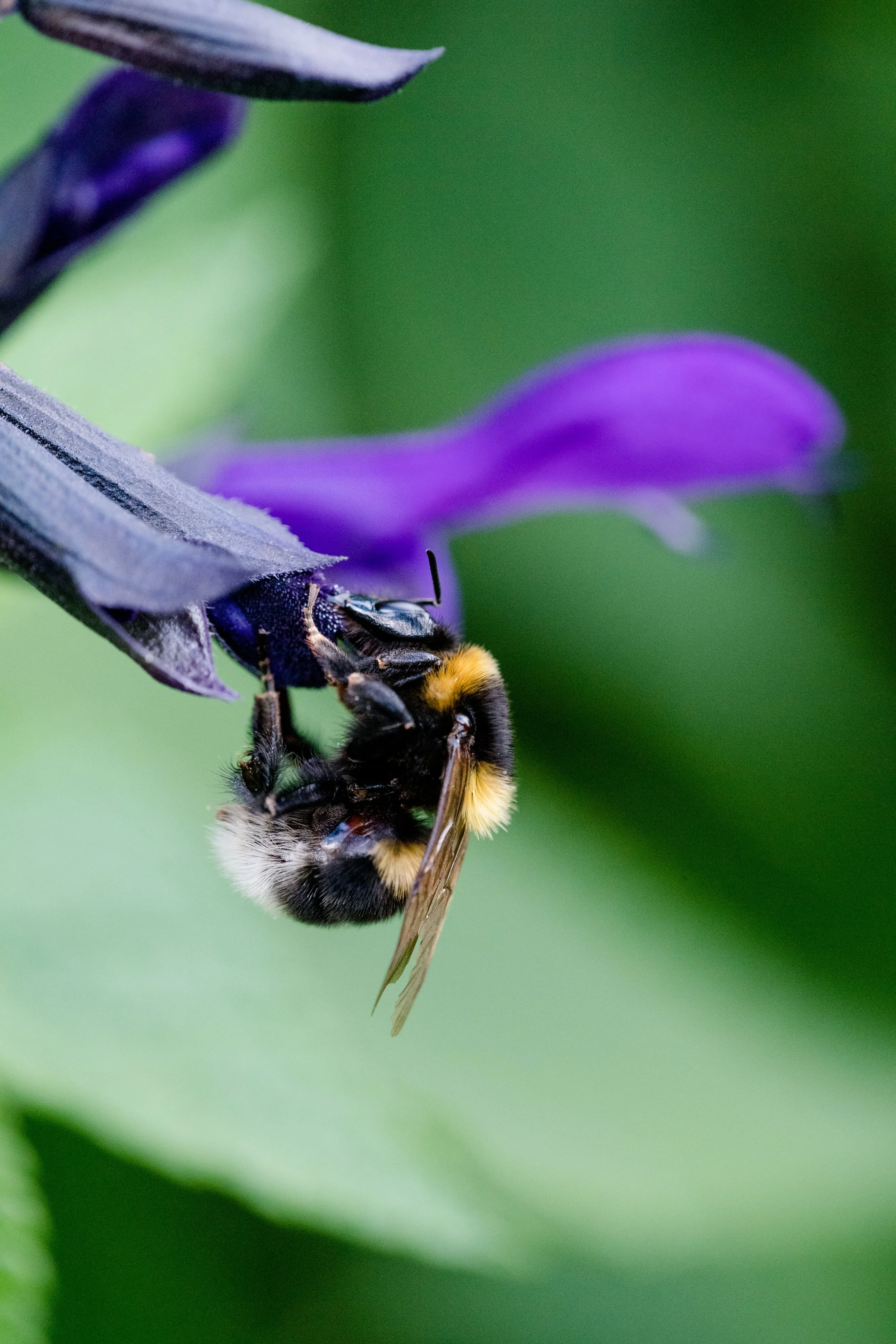 Nahaufnahme einer Biene, die an einer lila Blüte saugt, mit grünem unscharfem Hintergrund.