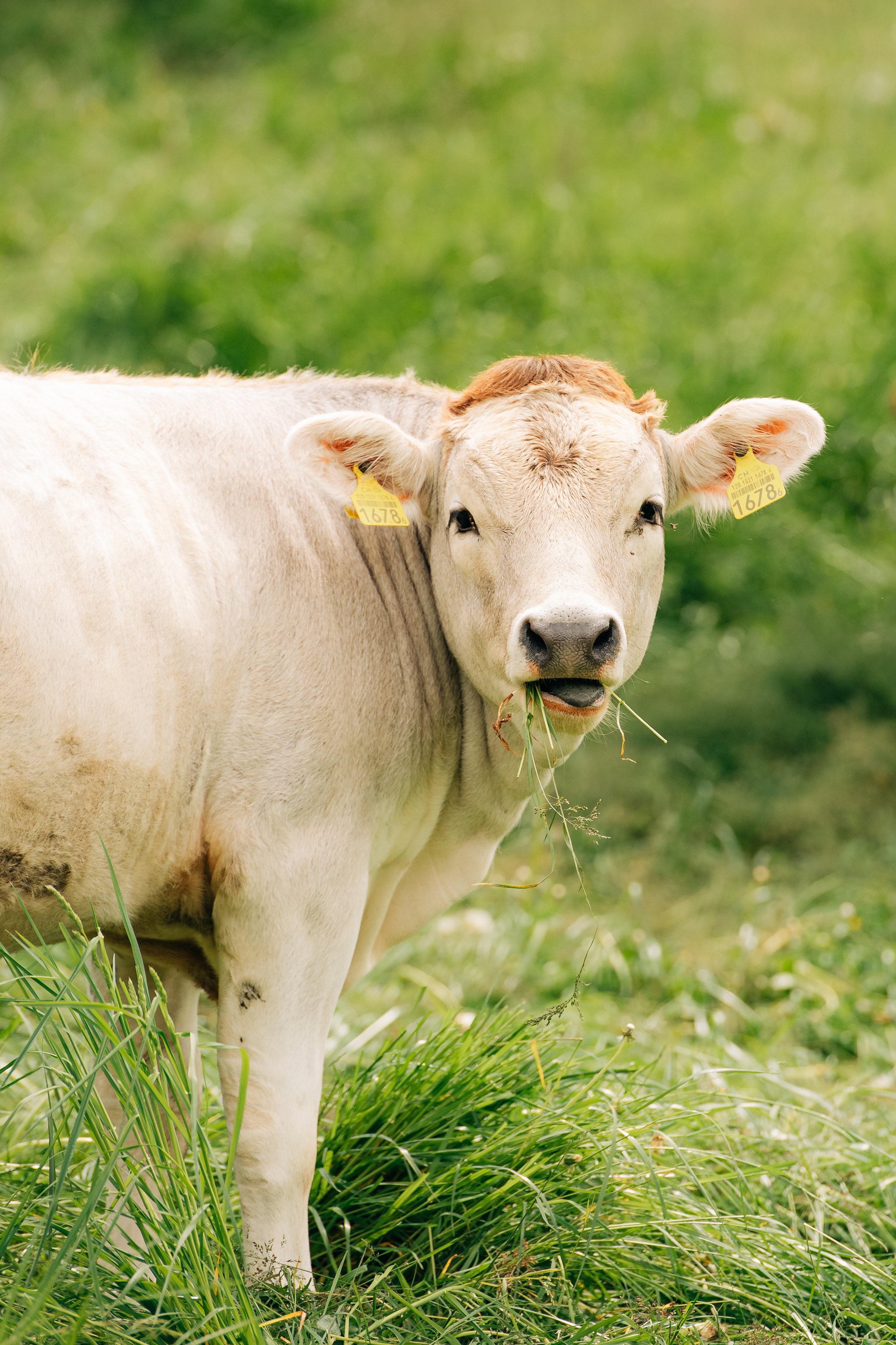 Eine Kuh mit weißen Fell, die Gras im Maul hat, steht auf grünem Gras in einer Wiese, im Hintergrund ist ein unscharfer grüner Hintergrund.