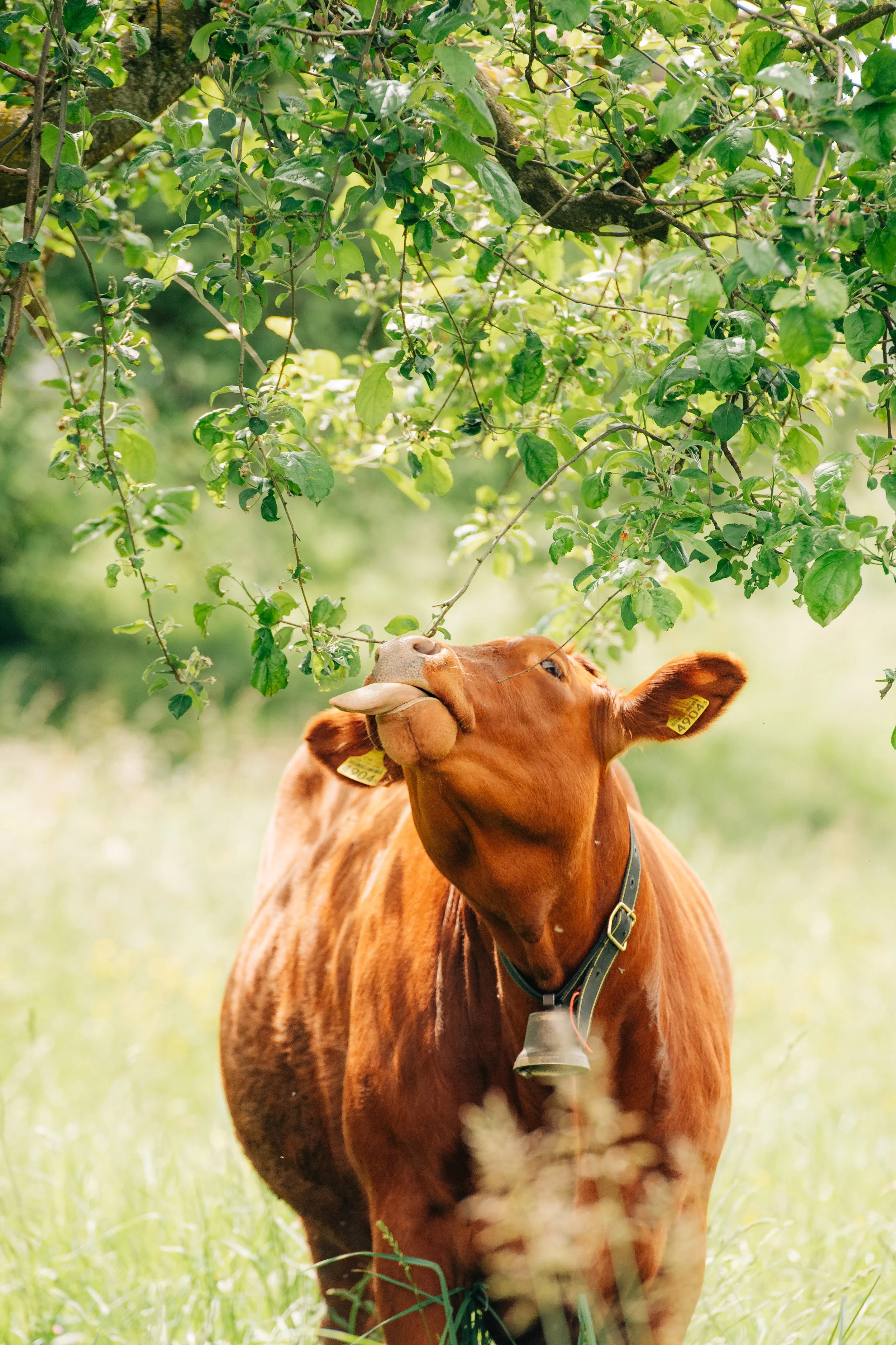 Ein brauner Rinder steht in einem grünen Feld unter einem Baum und frisst die Blätter.