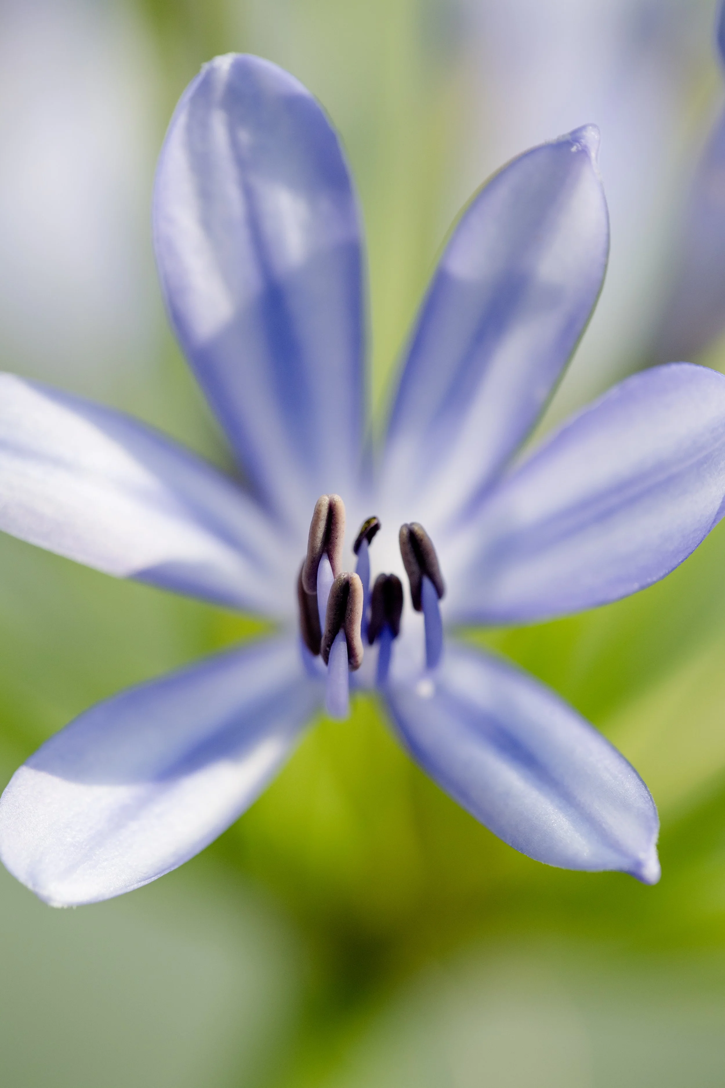 Nahaufnahme einer blauen Blume mit mehreren Blütenblättern und dunklen Staubblättern im Zentrum, unscharfer grüner Hintergrund.