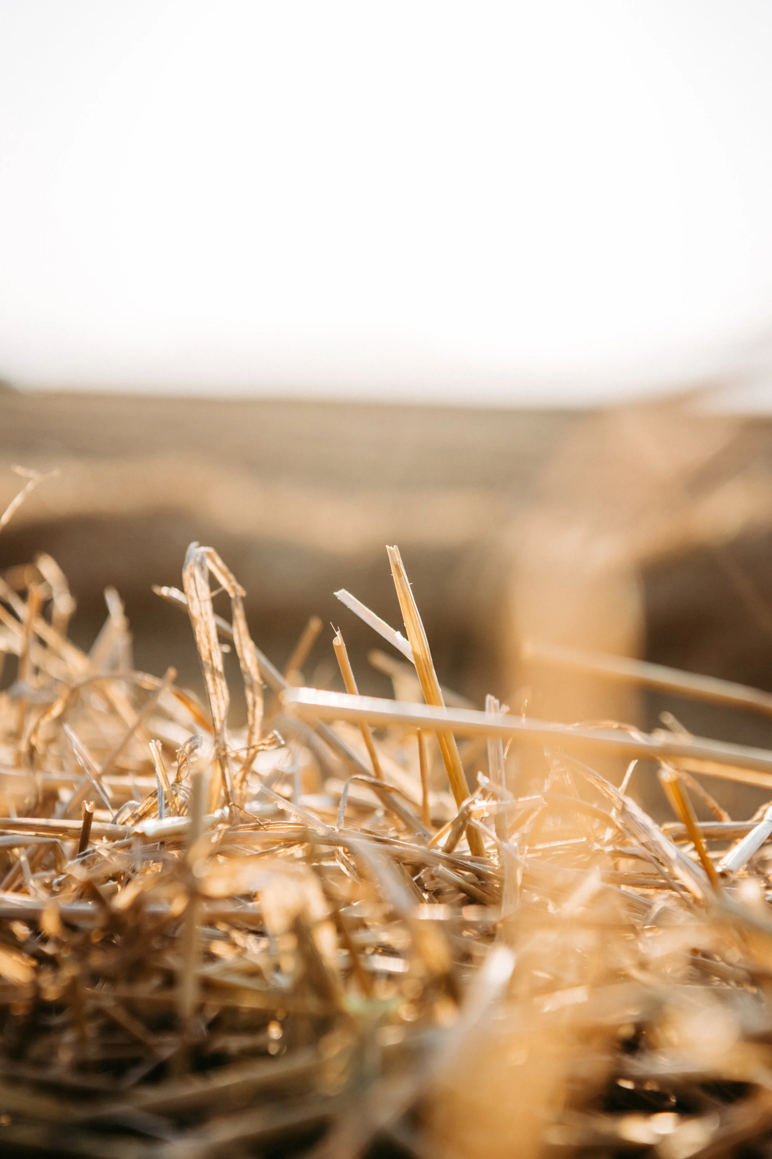 Nahaufnahme von Stroh und trocknem Gras auf dem Boden bei Sonnenlicht.