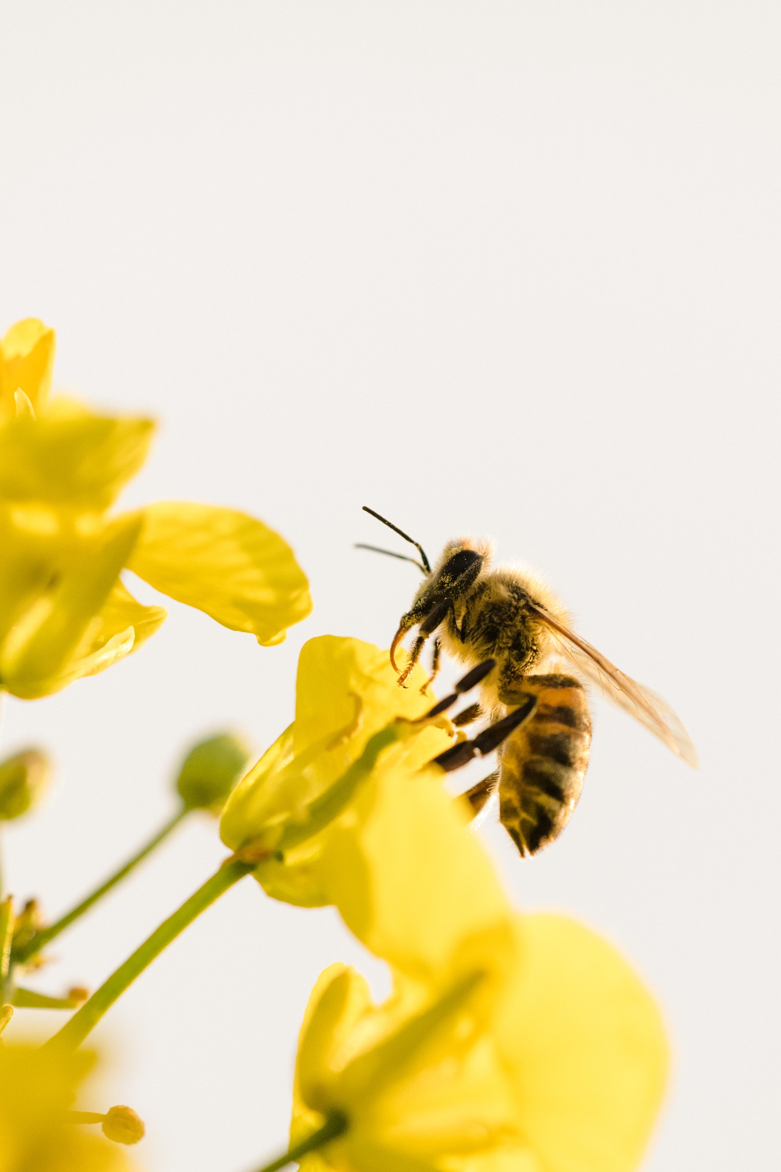 Eine Biene sammelt Nektar auf gelben Blumen vor hellem Himmel.