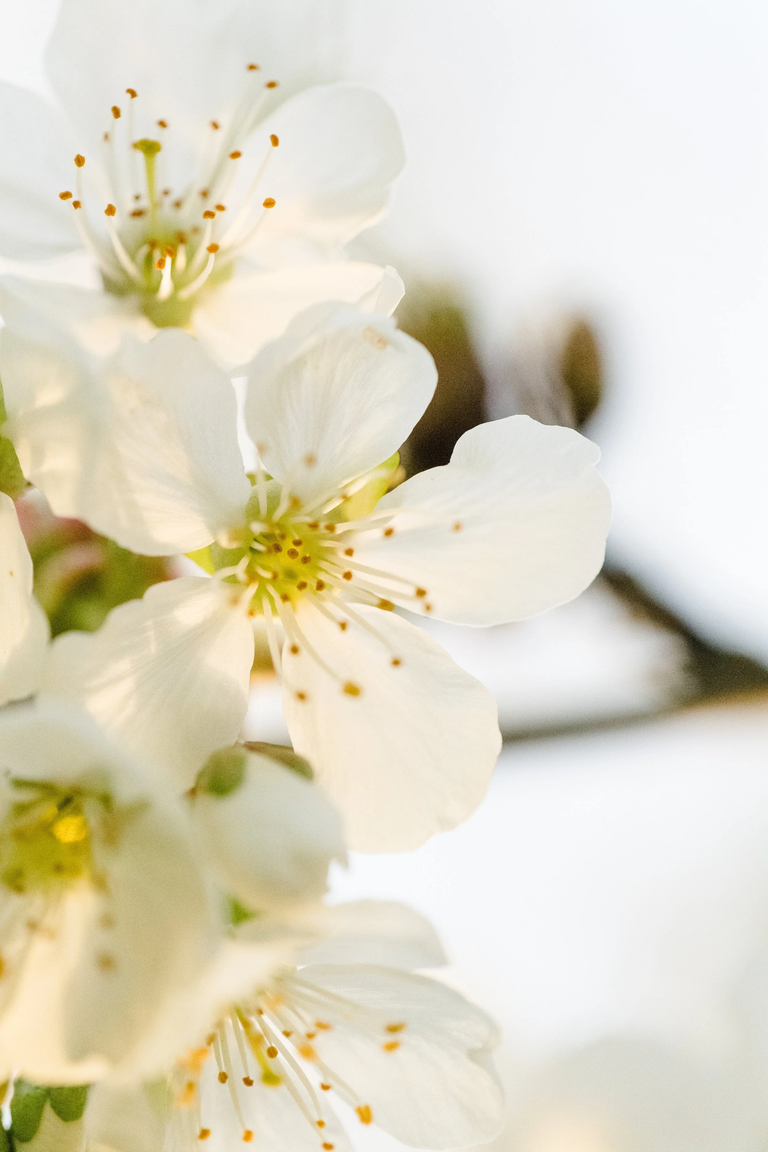 Naheaufnahme weißer Kirschblüten mit gelben Staubgefäßen und grünen Blättern im Hintergrund.
