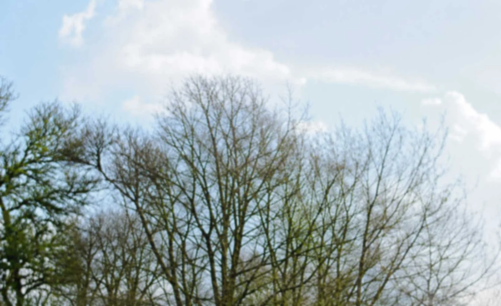 Bare trees against a partly cloudy sky on a clear day.