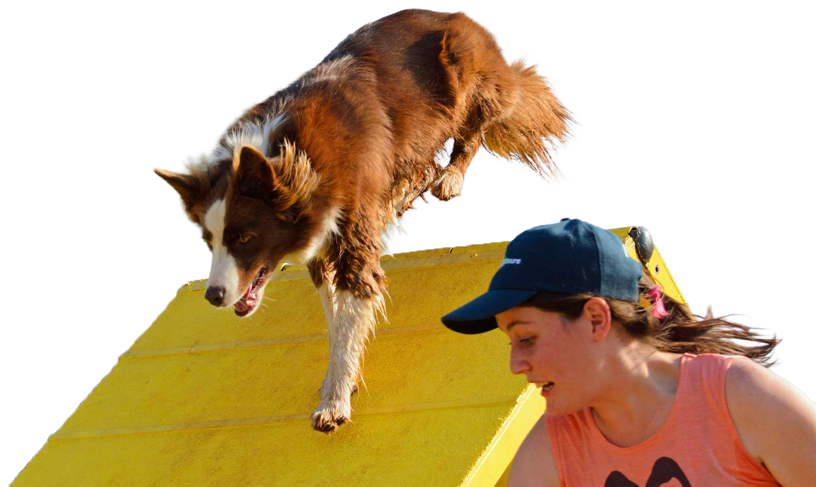 A woman and her dog participating in an agility training course, with the dog jumping down a yellow ramp and the woman wearing a navy hat and pink shirt