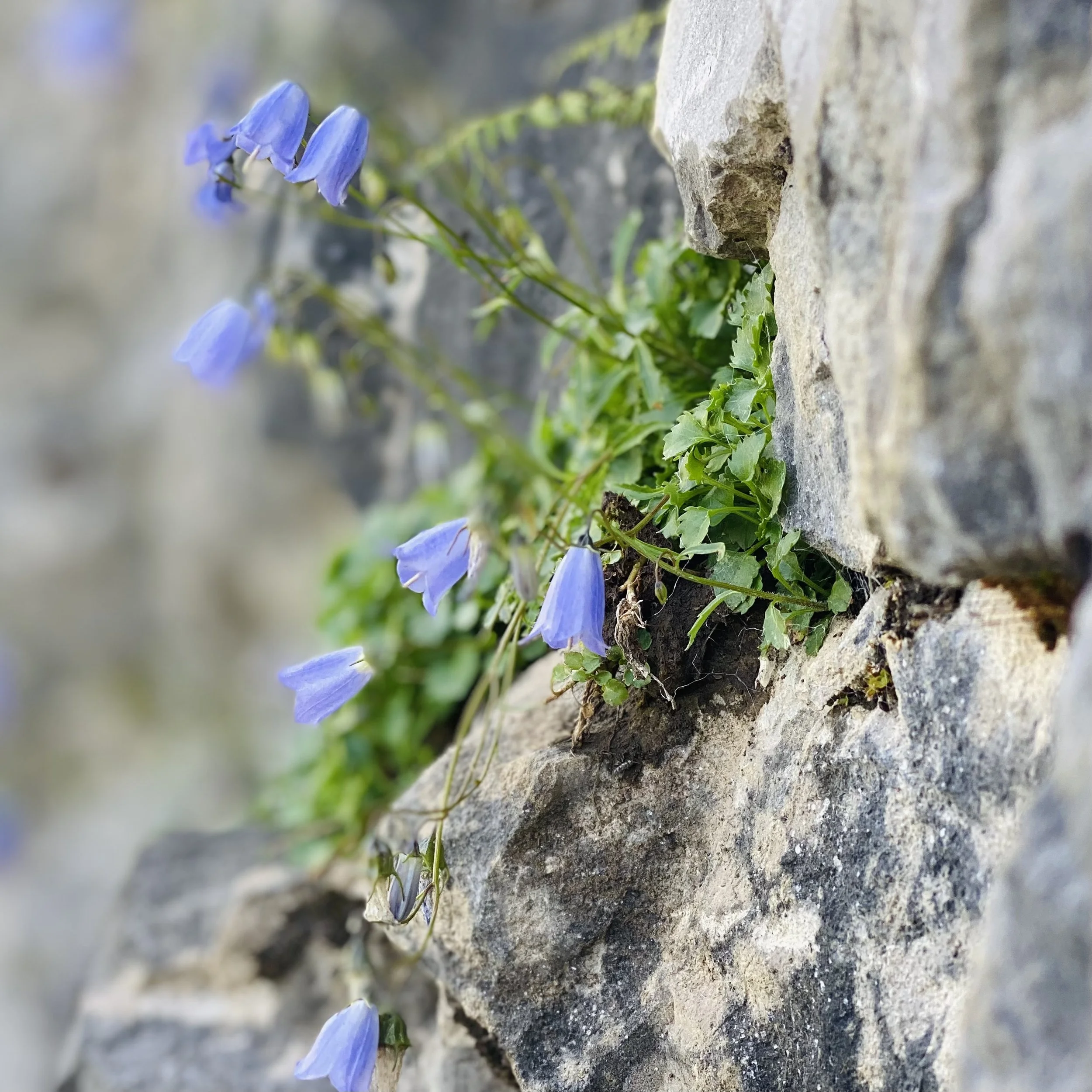 IMG_9453 (1).jpeg