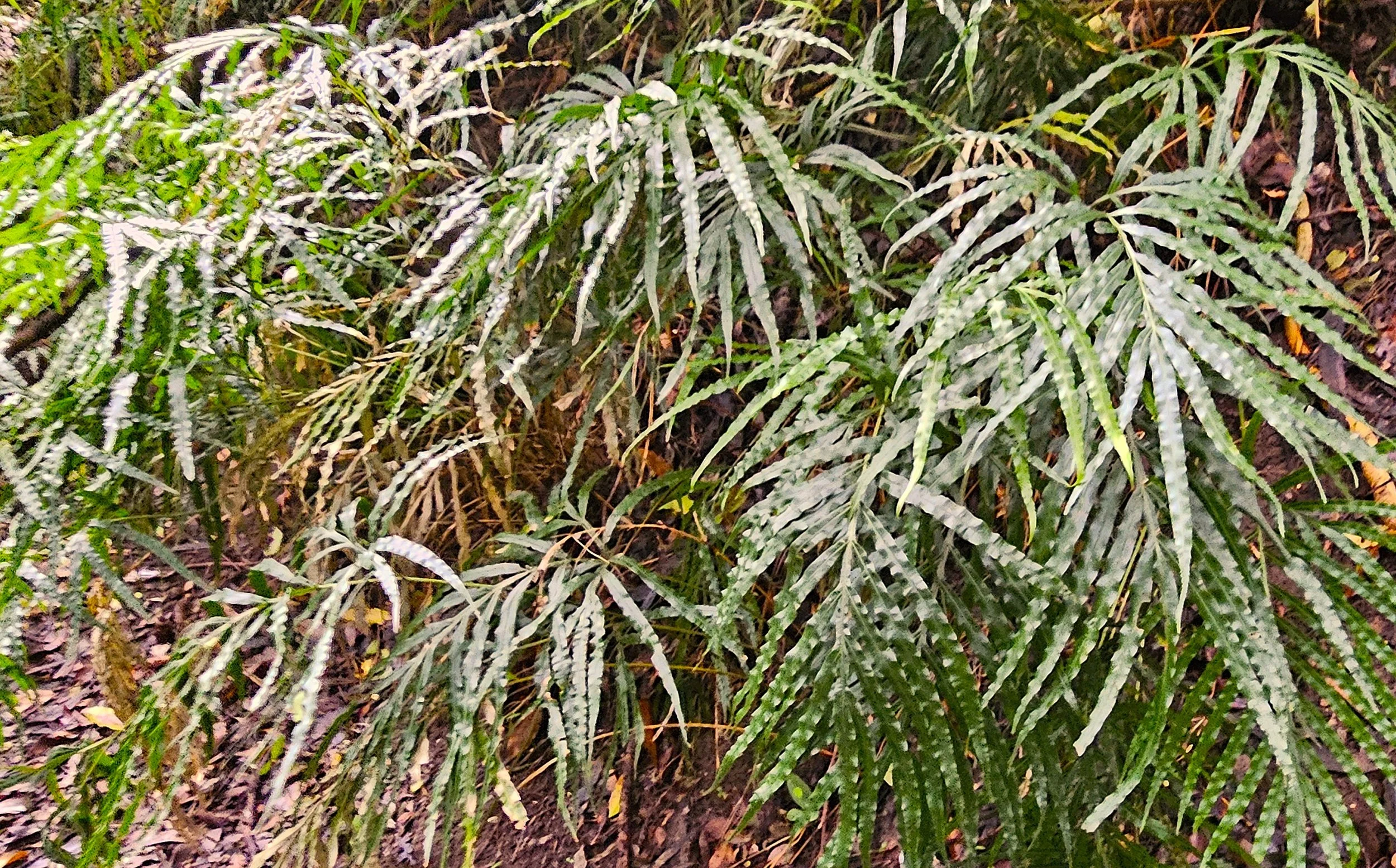 Close-up of green fern leaves growing on the ground in a forest.