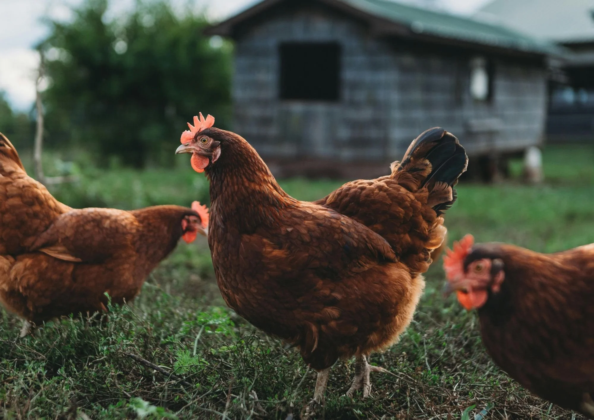 The Ultimate Guide to Farm Day Trips for Families, Children, and Young Adults 