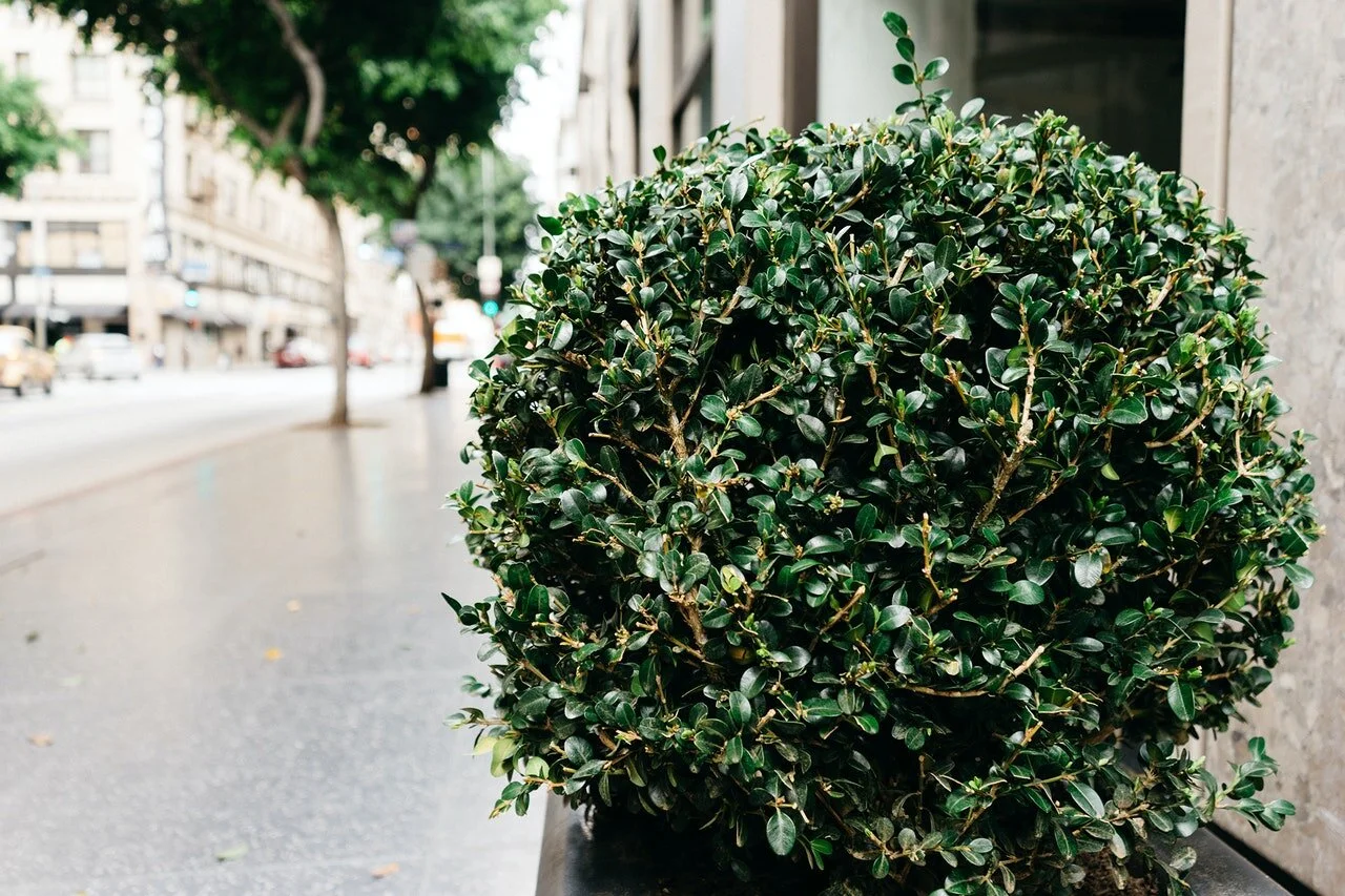 bush-shrub-sidewalk-5336.jpg