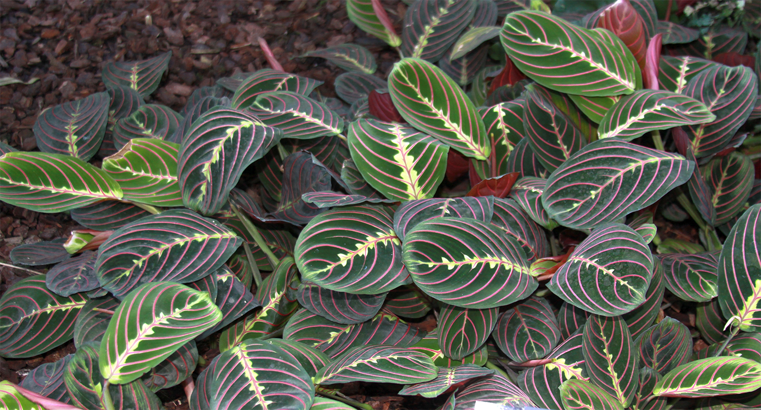 Prayer Plant
