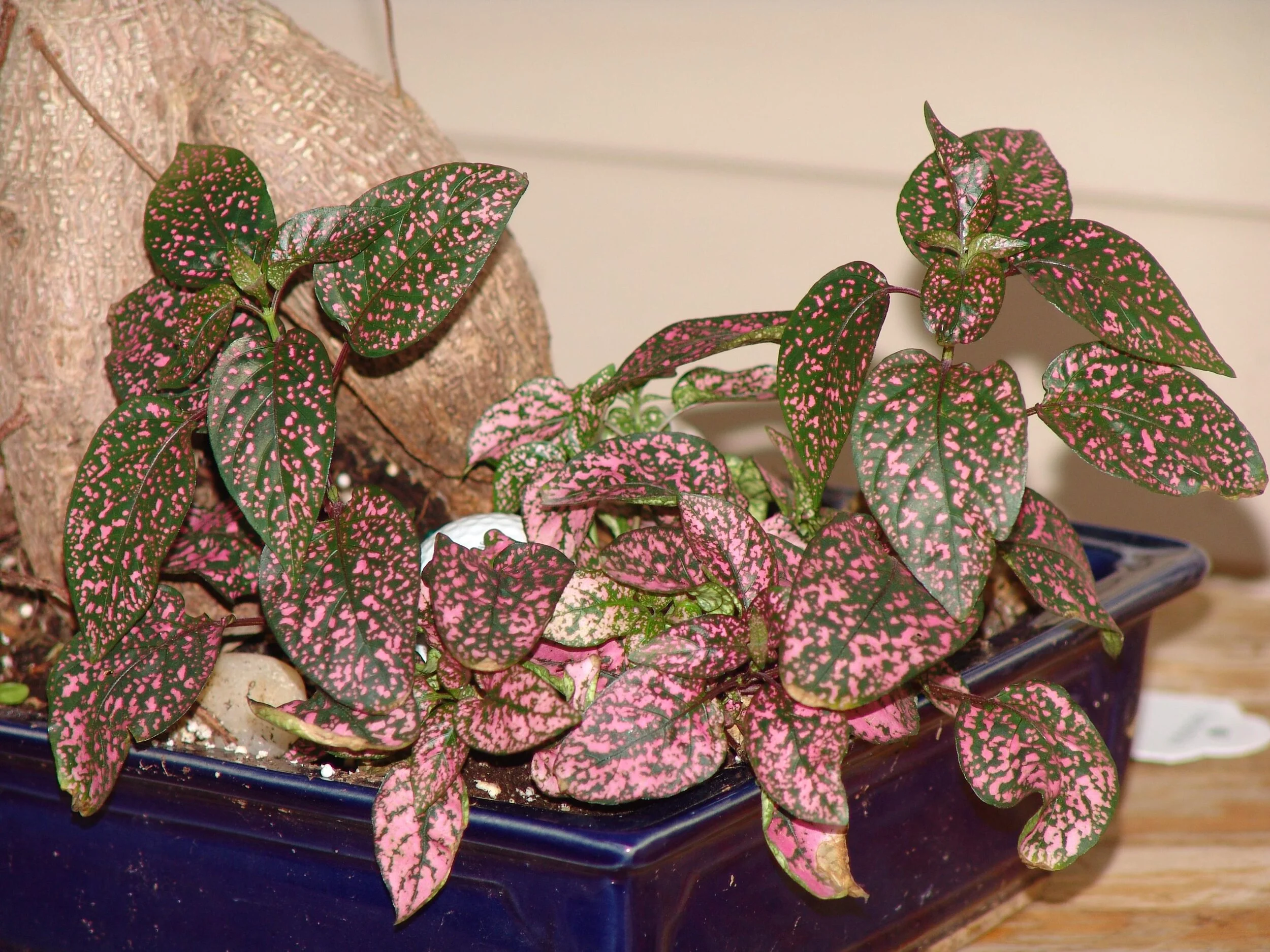 Polka Dot Plant