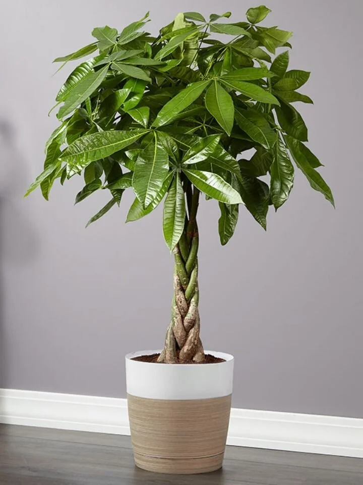 Money Tree