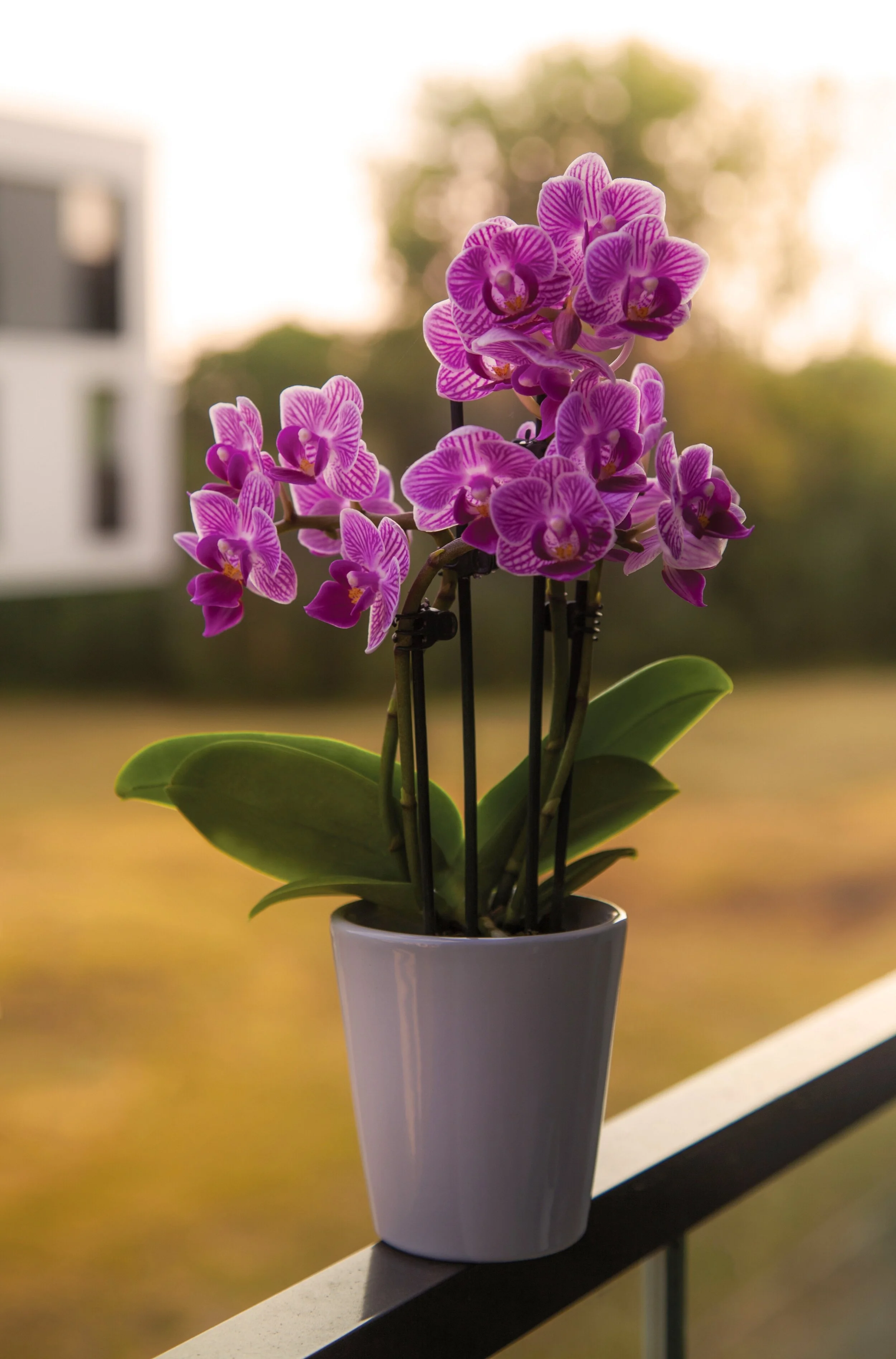 Orchid