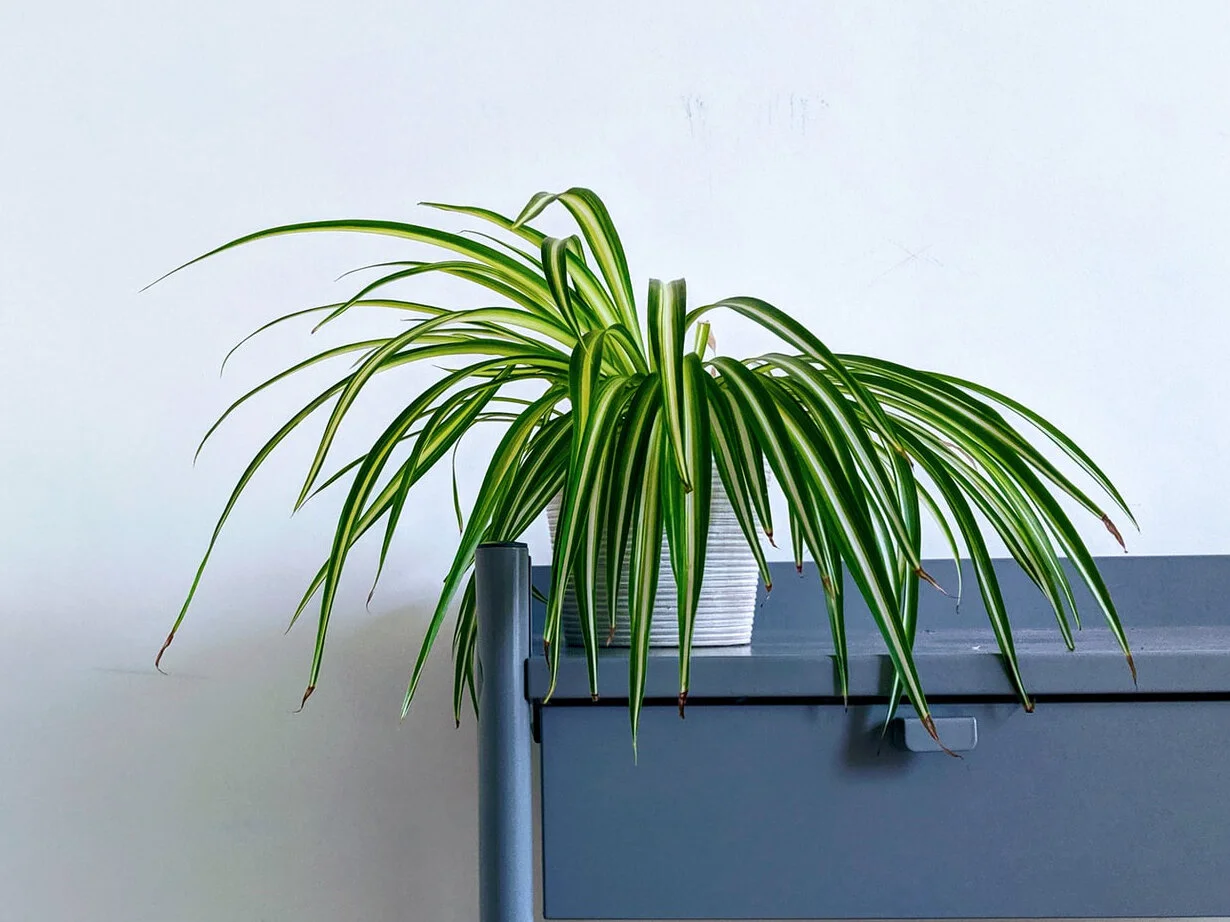 Spider Plant