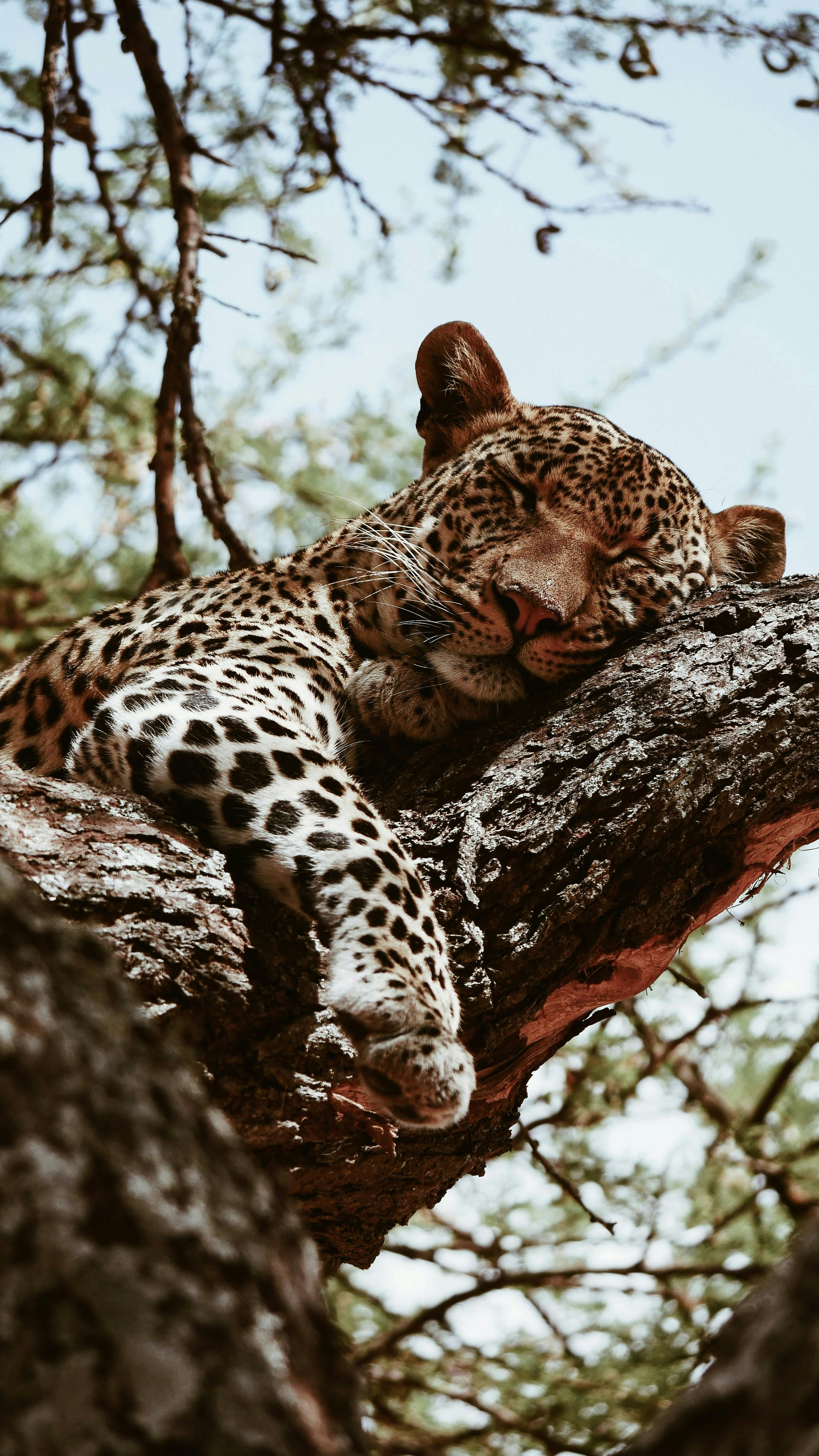 A leopard resting on a tree branch in Africa with eyes closed, surrounded by branches and leaves.