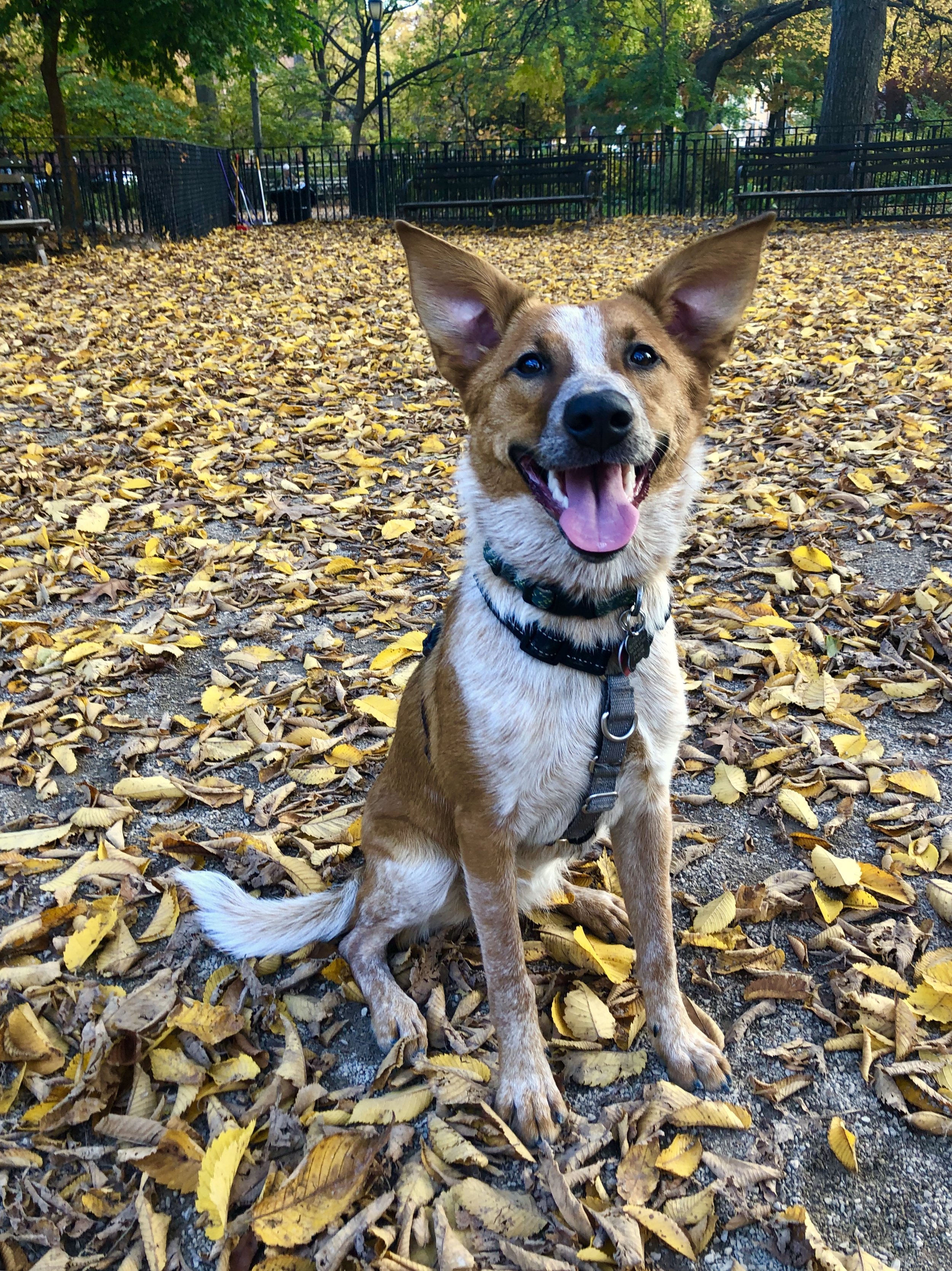 A happy dog with large ears and a smiling face sitting on a ground covered with yellow and brown fallen leaves in a park with trees and benches in the background.