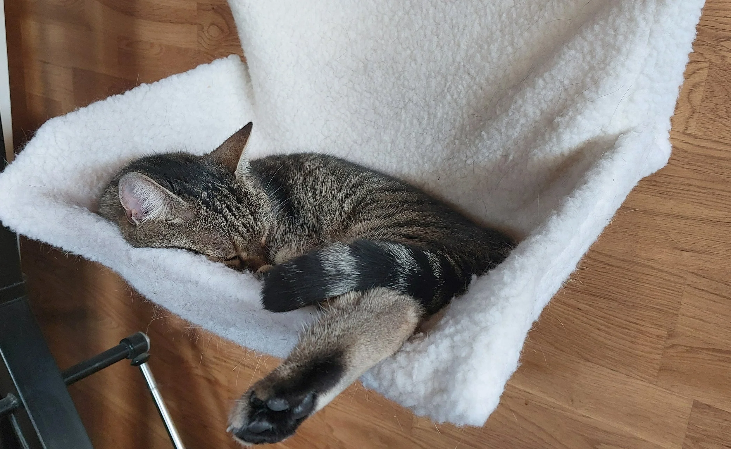 Interpreting blood pressure figures in cats who received oral pre-visit sedation&nbsp;
