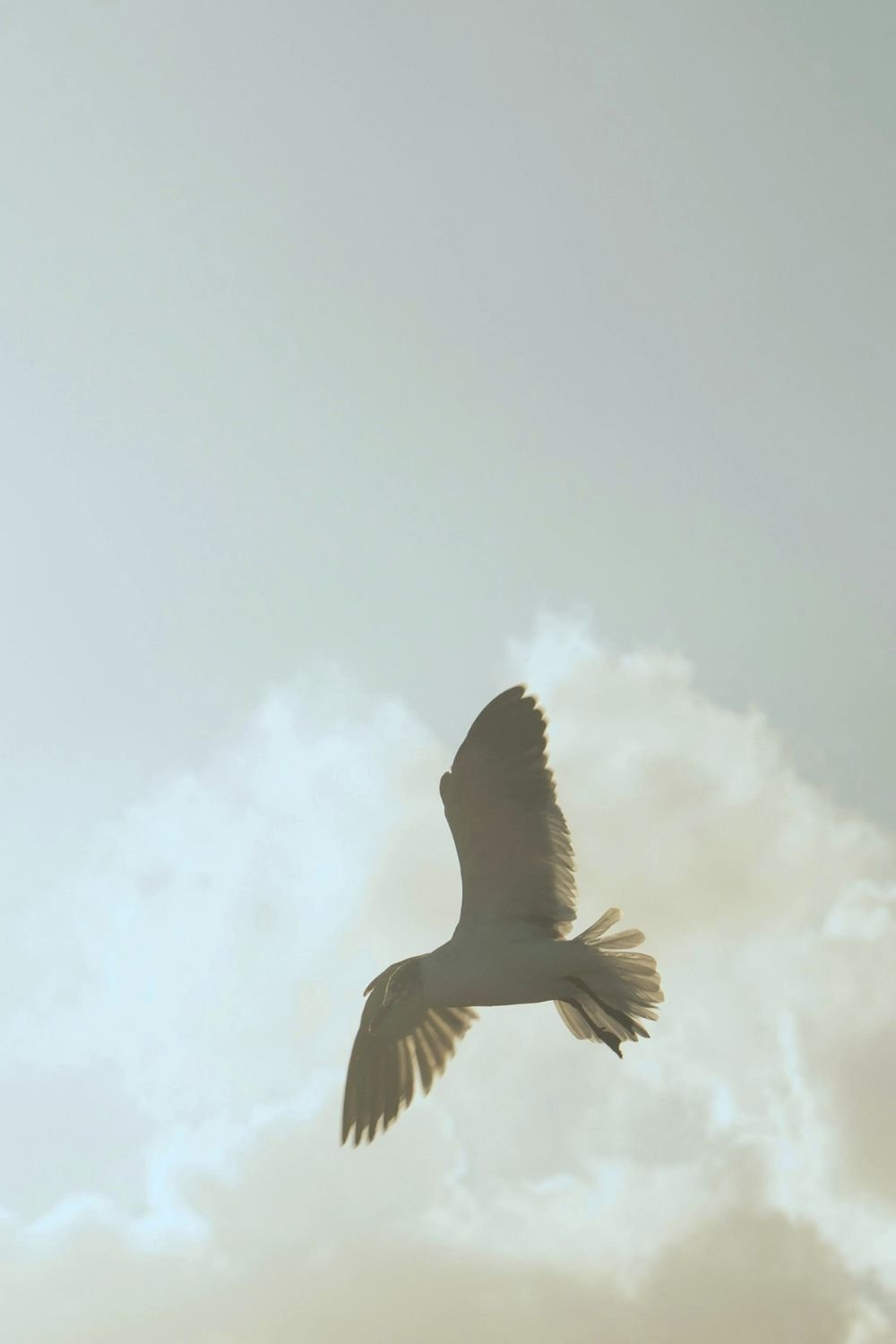A bird soaring gracefully through a bright, cloud-filled sky, representing freedom, resilience, and transformation coaching for individuals embracing positive life changes.