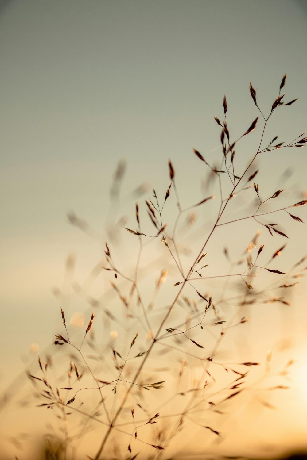 Soft-focus wild grasses swaying in warm evening light, creating a calm and contemplative atmosphere associated with self love workshops and personal reflection.