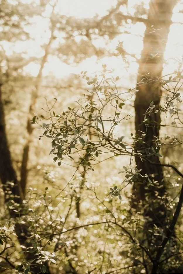 Soft-focus woodland scene with sunlit leaves and branches, representing healing, self-discovery, and a self love guide for inner peace and emotional well-being.