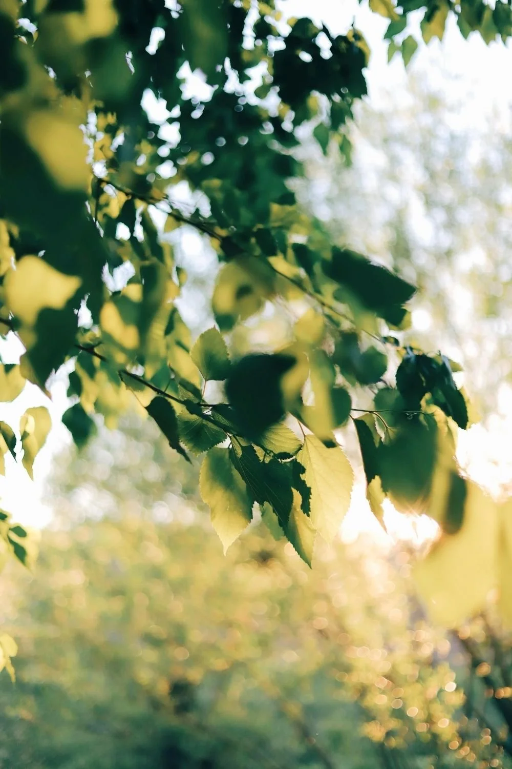 Soft-focus green leaves illuminated by warm golden sunlight filtering through a tree canopy, creating a peaceful nature scene that symbolizes inner-growth counseling, mindfulness, and personal reflection.