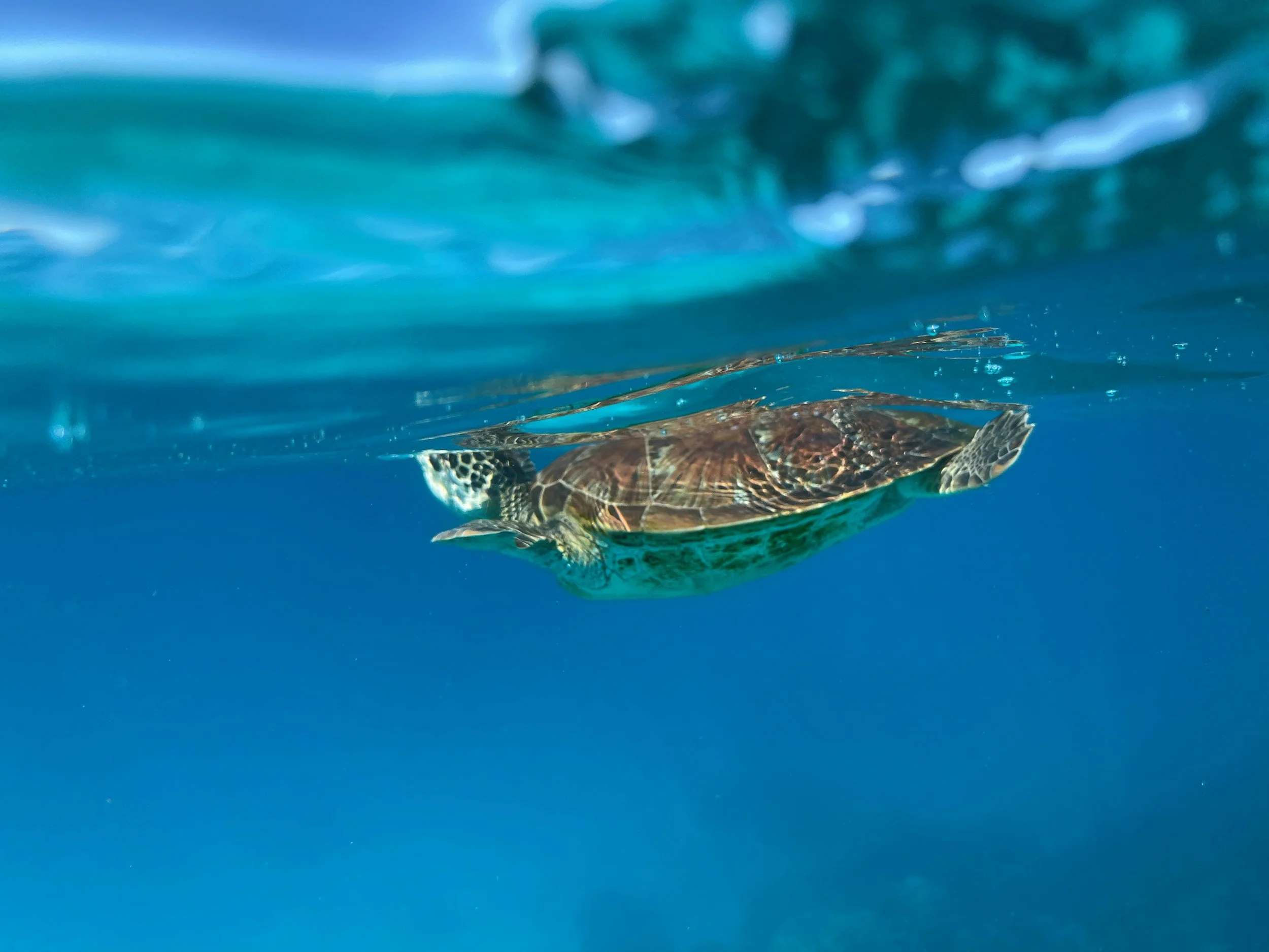 A sea turtle swimming underwater in the ocean.