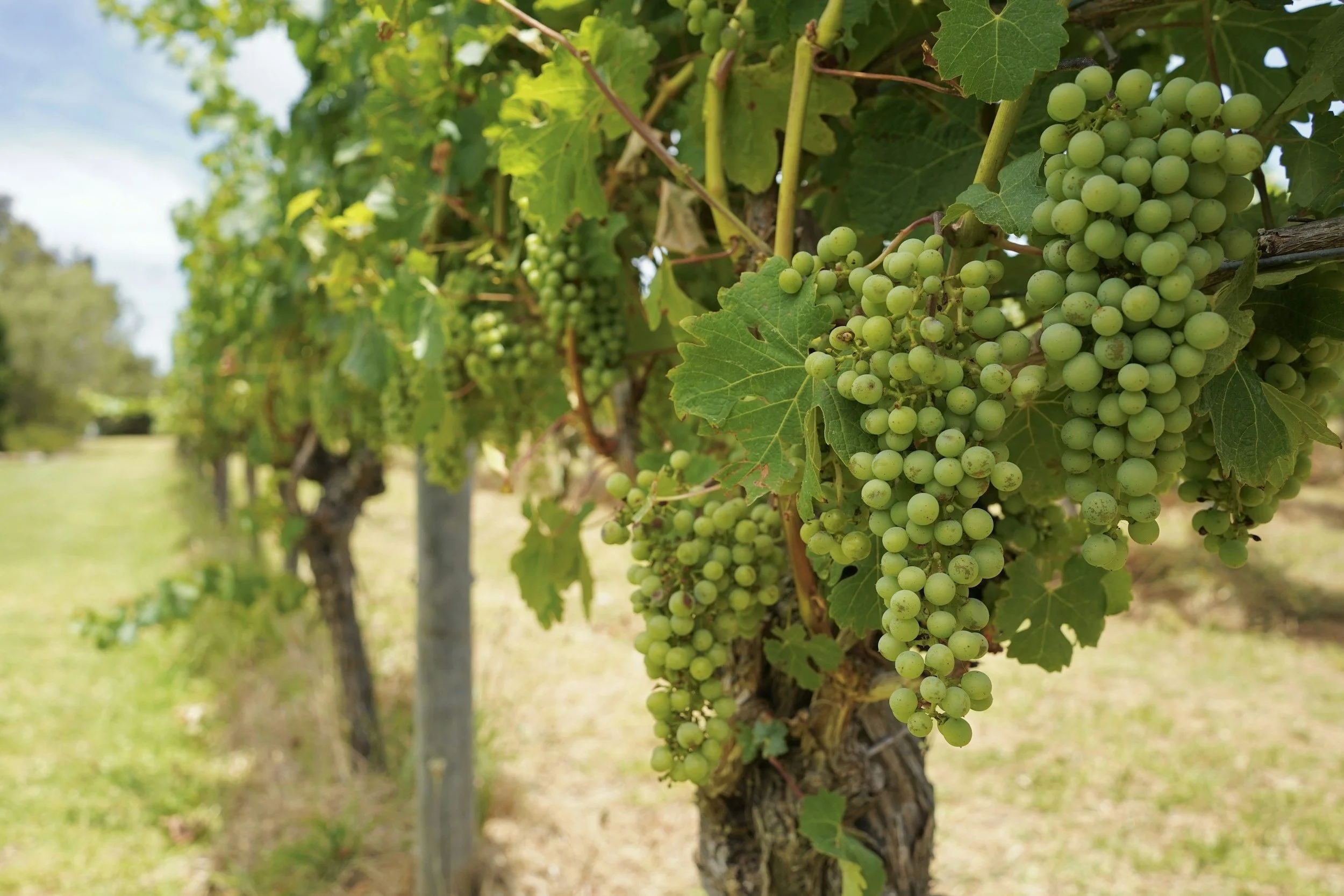 Close-up view of grapevines with clusters of unripe green grapes hanging from the vine in a vineyard during daytime.