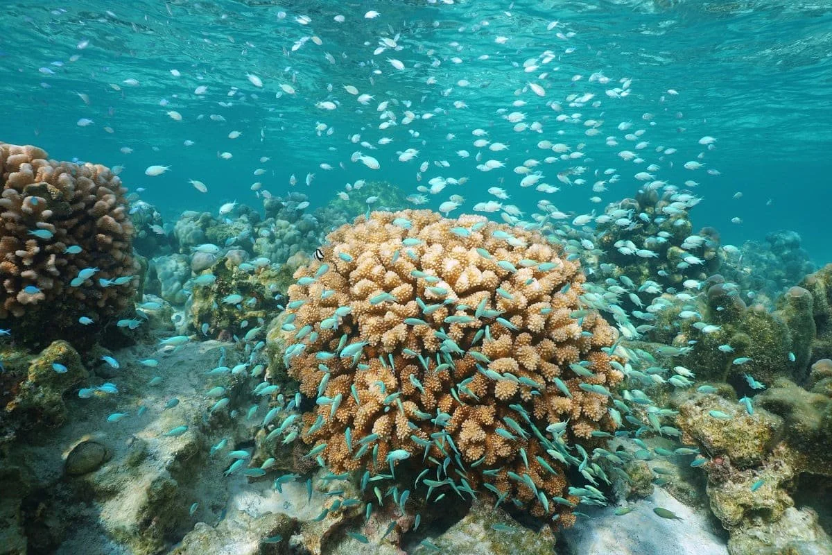 Underwater scene with coral reef and many small blue fish swimming around the corals.