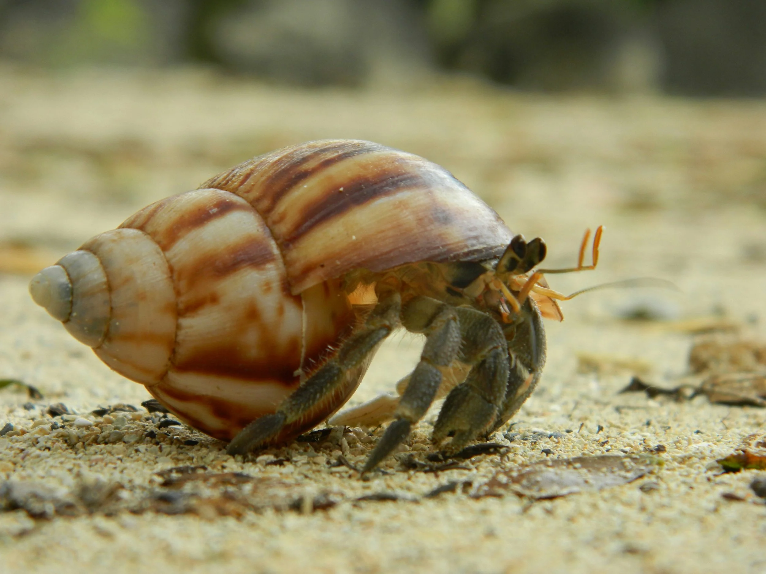 Close-up of a hermit crab in a ceramic shell on sandy ground with small pebbles.